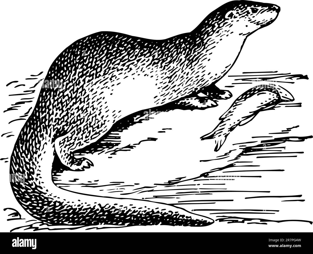 Otter isolé sur blanc Illustration de Vecteur