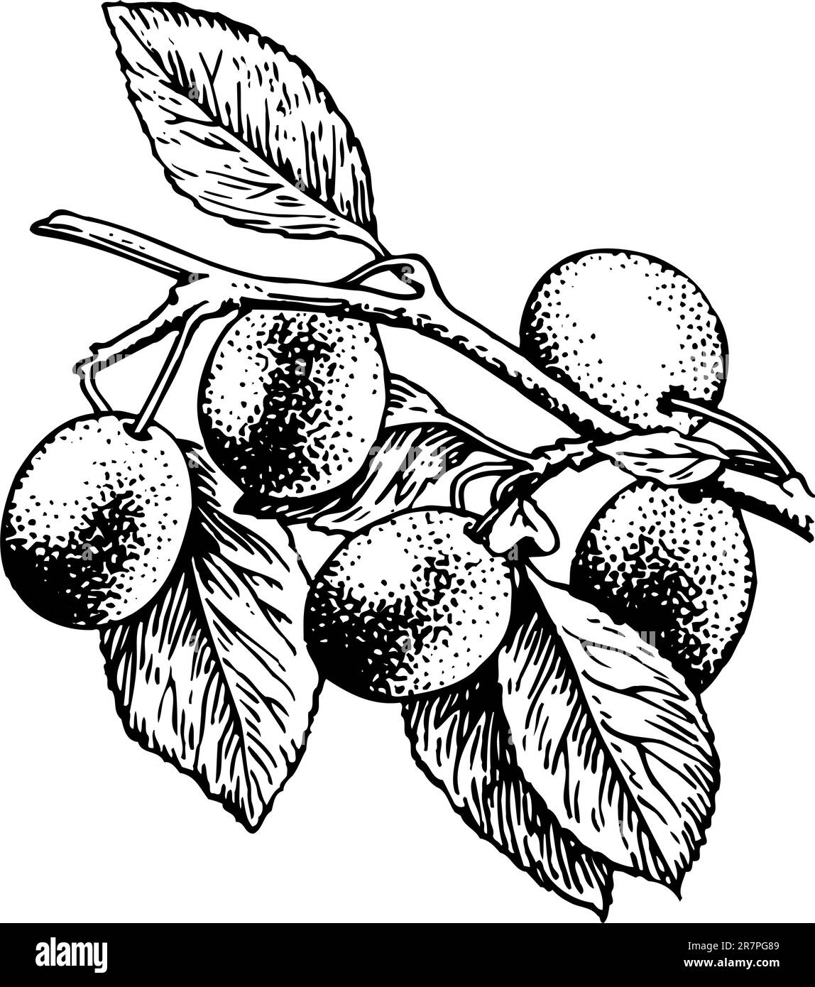 Les prunes sur la branche Illustration de Vecteur