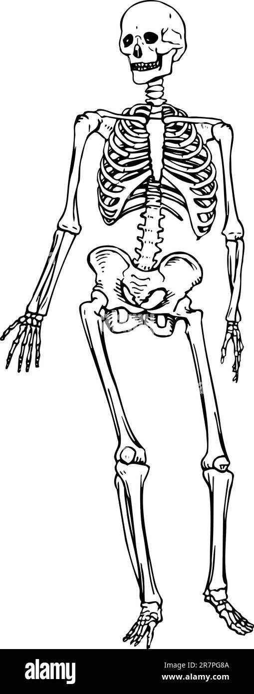Squelette humain isolé sur blanc Illustration de Vecteur