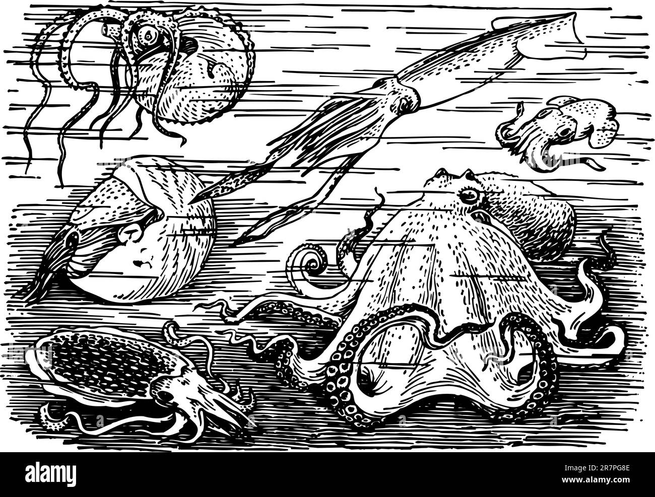 De nombreux animaux marins différents Illustration de Vecteur