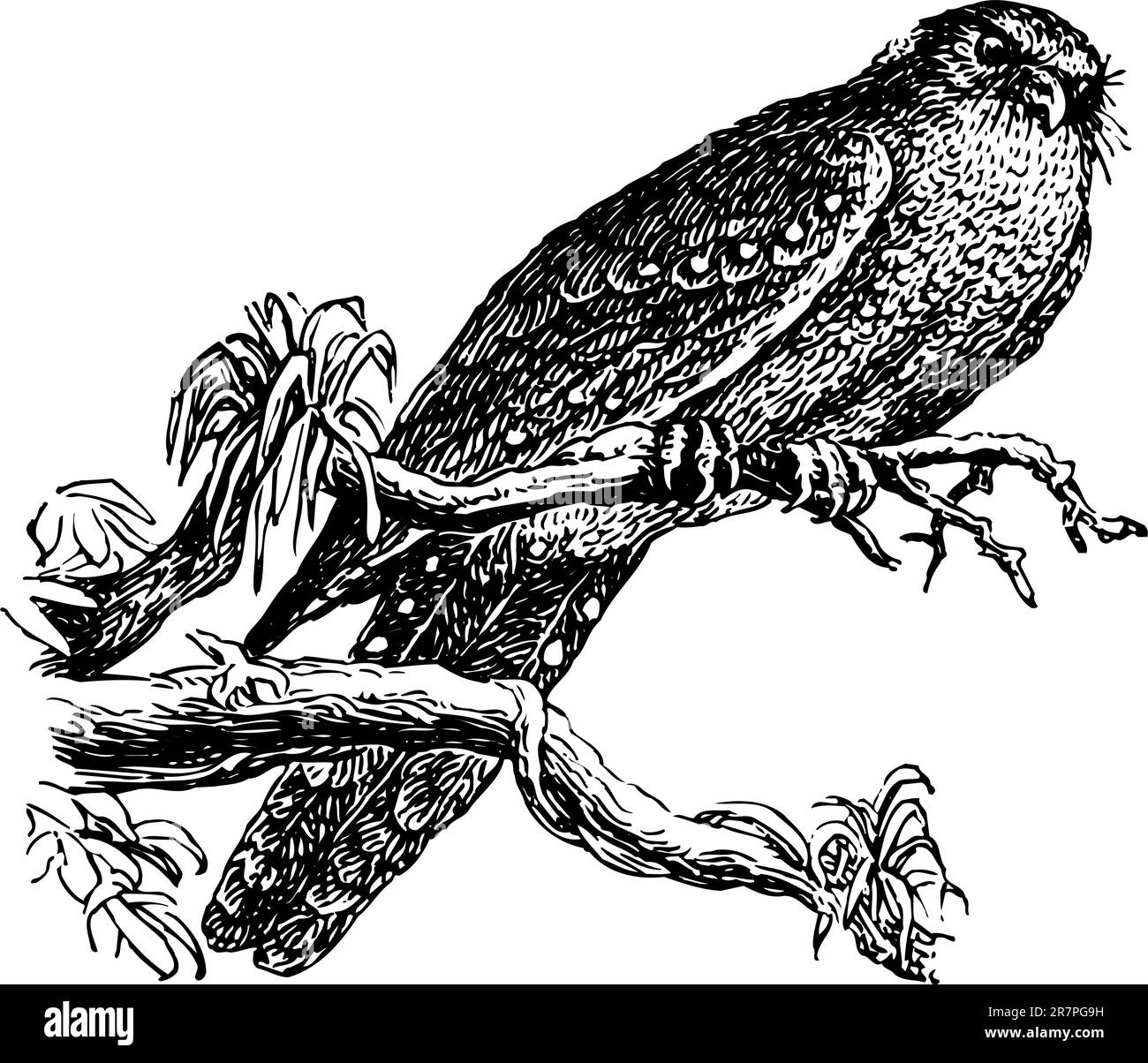 Oiseau isolé sur blanc Illustration de Vecteur Oiseau isolé sur blanc Illustration de Vecteur