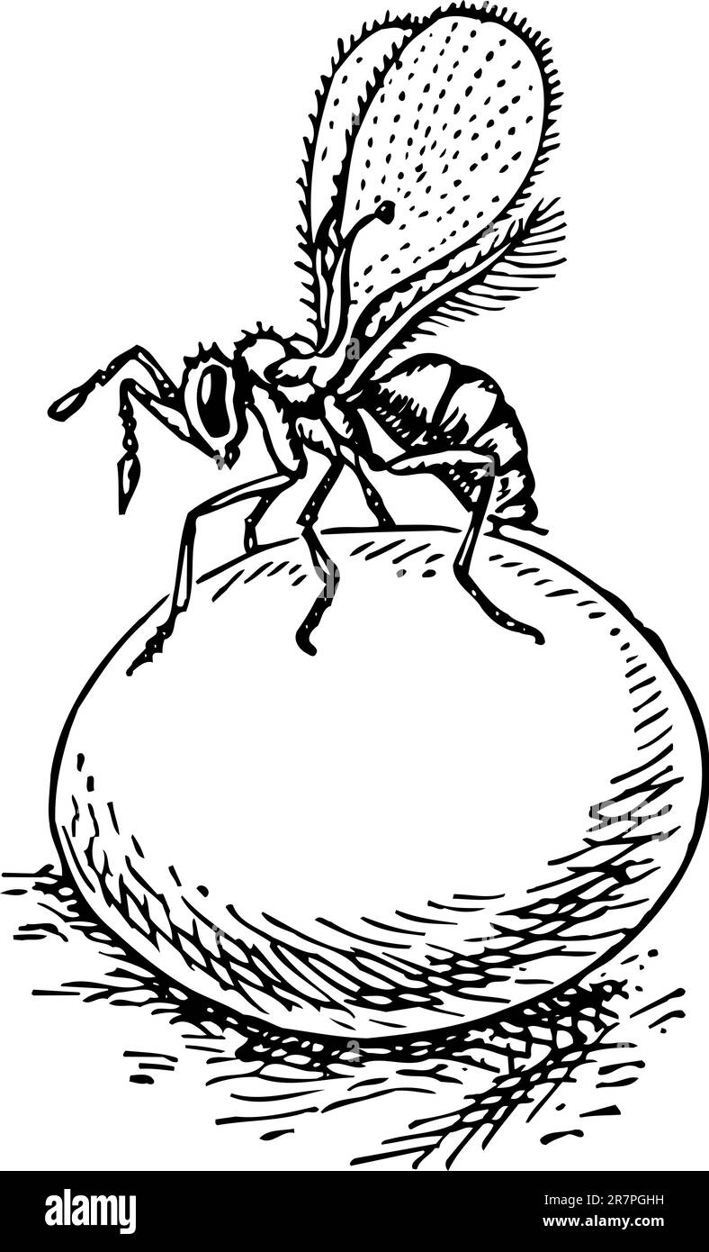 Guêpe sans pipes (trichogramma) sur l'œuf Illustration de Vecteur Guêpe sans pipes (trichogramma) sur l'œuf Illustration de Vecteur
