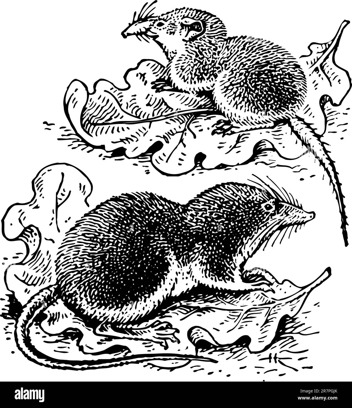 Deux pailles sur les feuilles Illustration de Vecteur