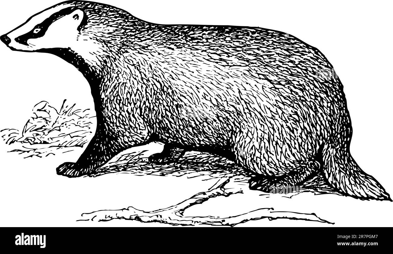 Européen Badger cub isolé sur blanc Illustration de Vecteur