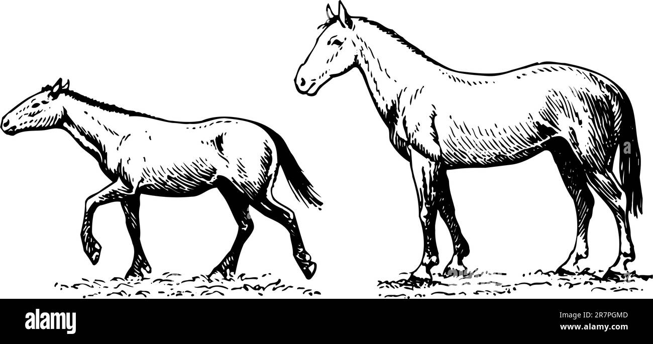 Deux chevaux isolés sur blanc Illustration de Vecteur