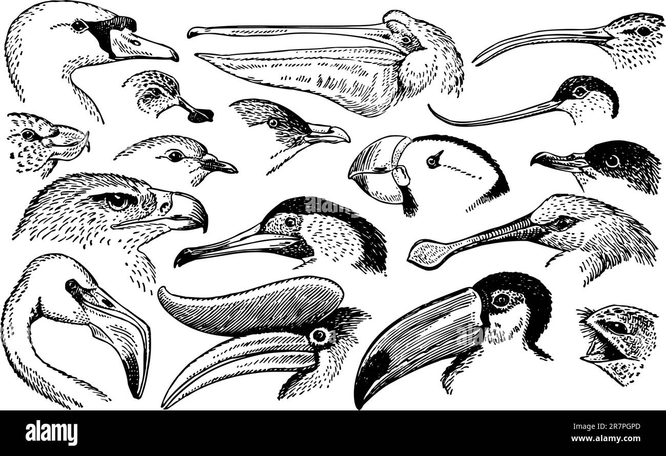 Têtes d'oiseaux isolées sur blanc Illustration de Vecteur Têtes d'oiseaux isolées sur blanc Illustration de Vecteur
