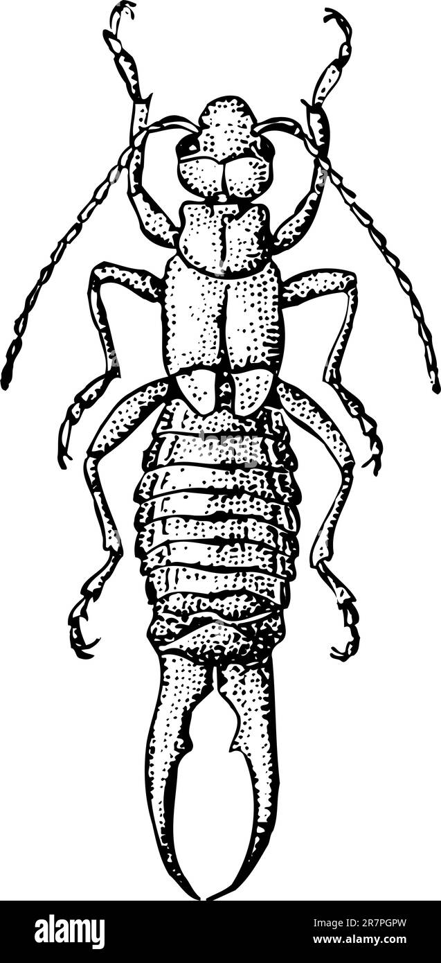 Le cricket mole isolé sur blanc Illustration de Vecteur