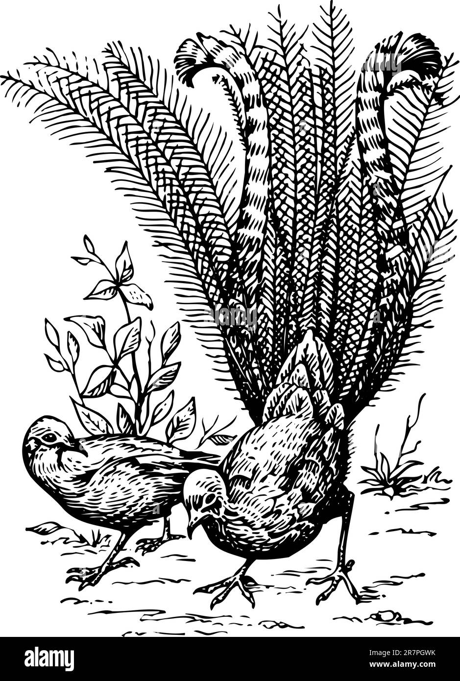 Lyrebirds Illustration de Vecteur Lyrebirds Illustration de Vecteur