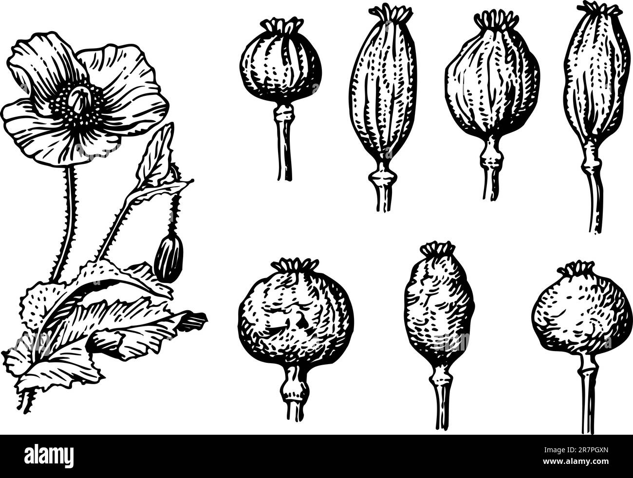Coquelicot Seedheads et fleur isolés sur blanc Illustration de Vecteur