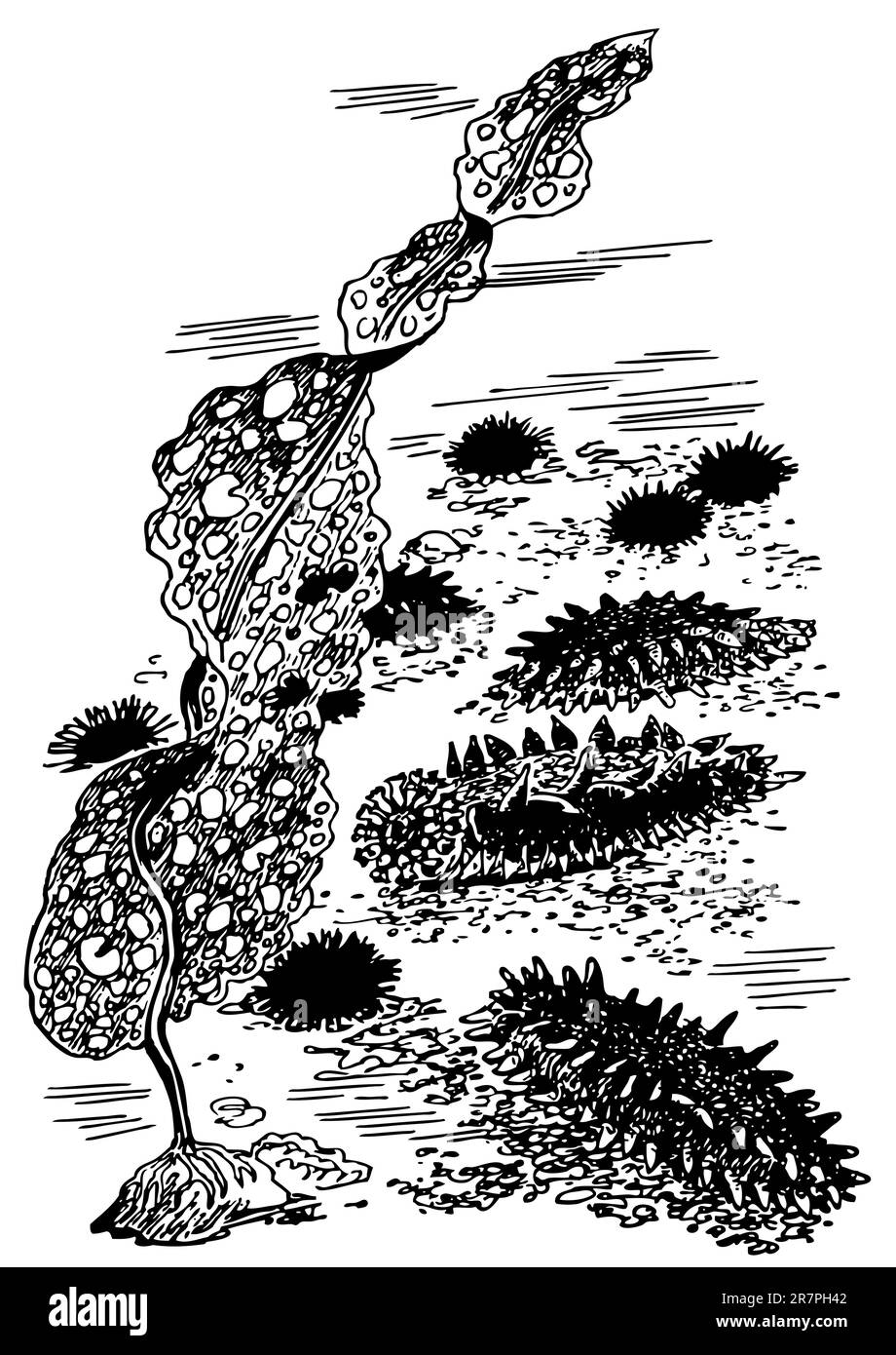 Beaucoup de concombres de mer Illustration de Vecteur