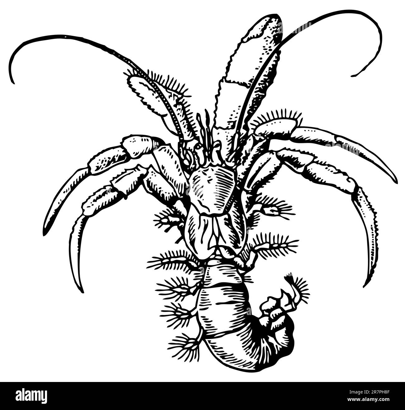 Crabe ermite isolé sur blanc Illustration de Vecteur