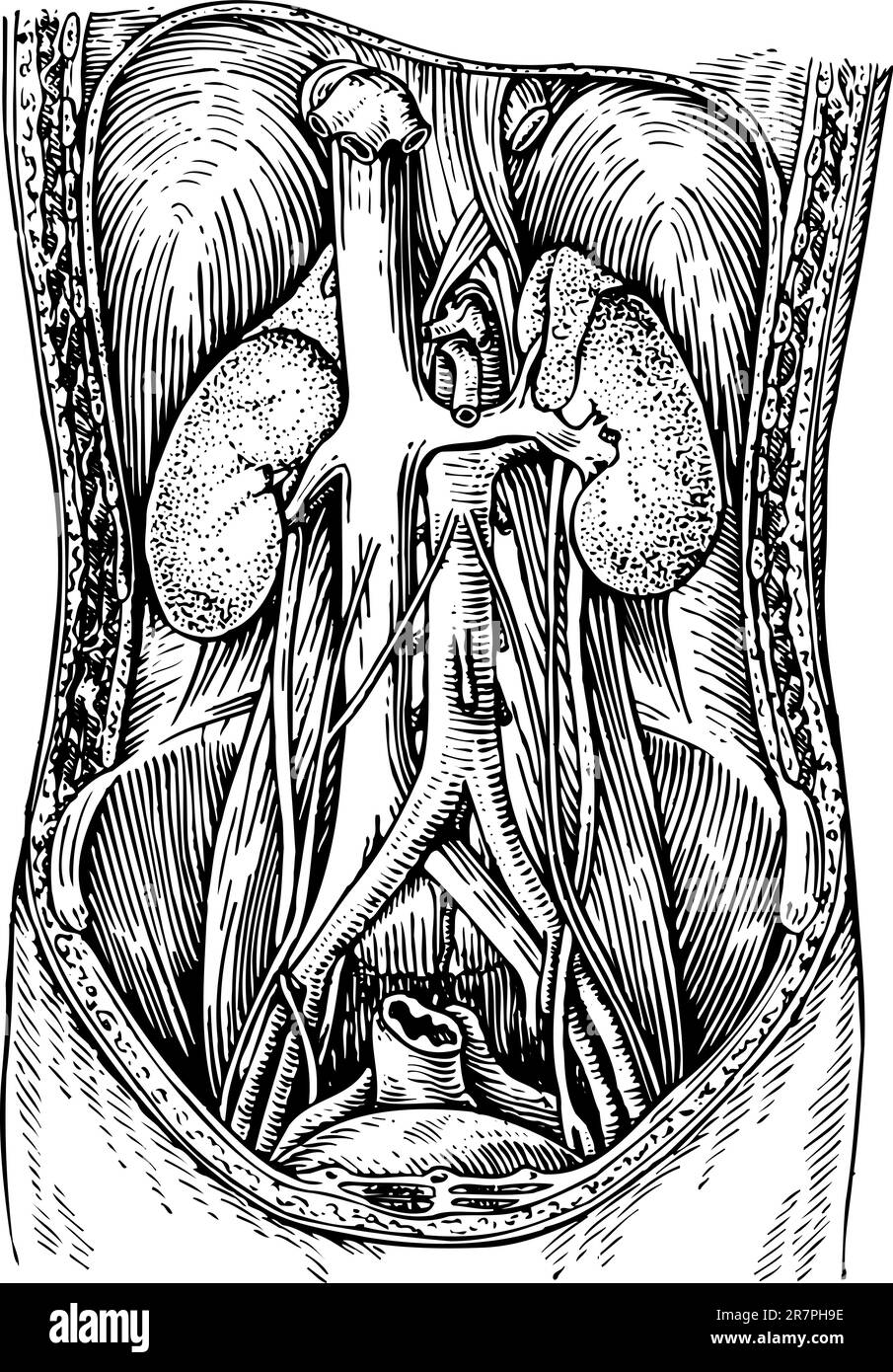 Abdomen isolé sur blanc Illustration de Vecteur