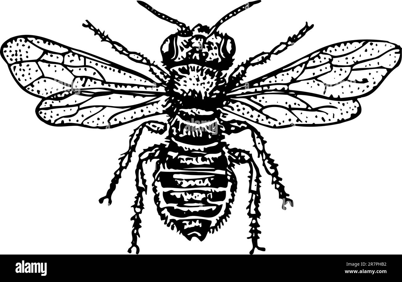 Abeille carder isolée sur blanc Illustration de Vecteur