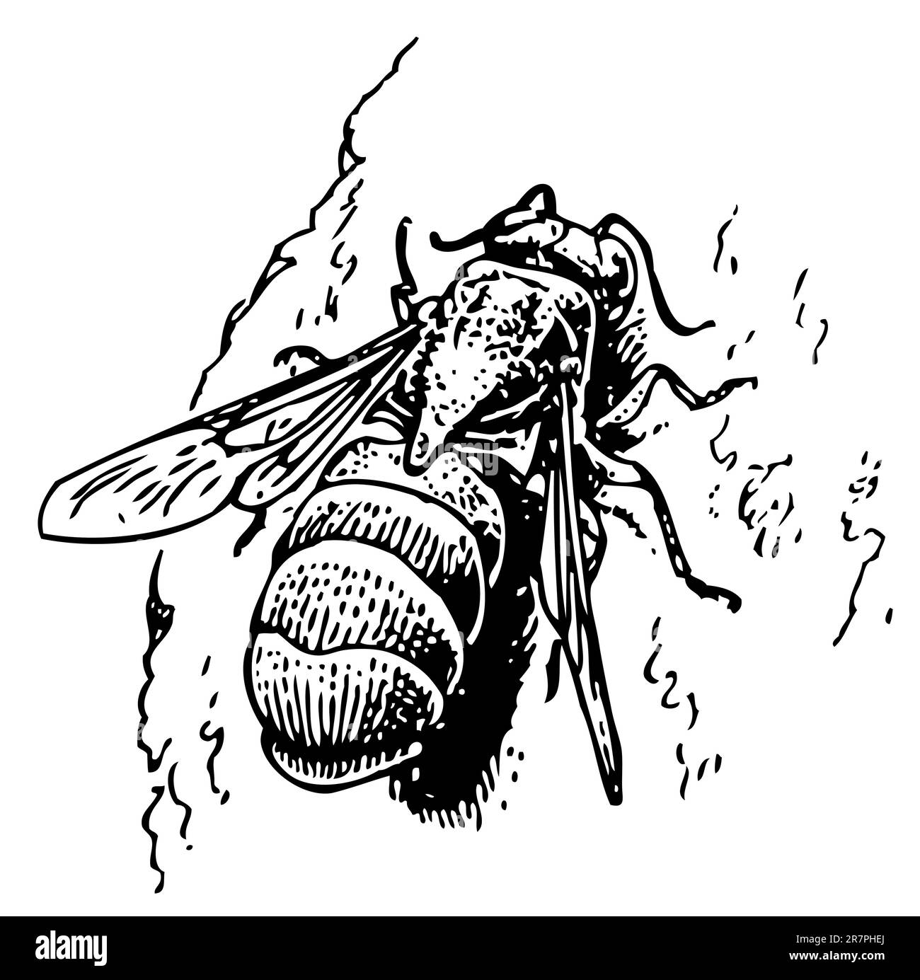 Wasp de Chrysis cuckoo Illustration de Vecteur