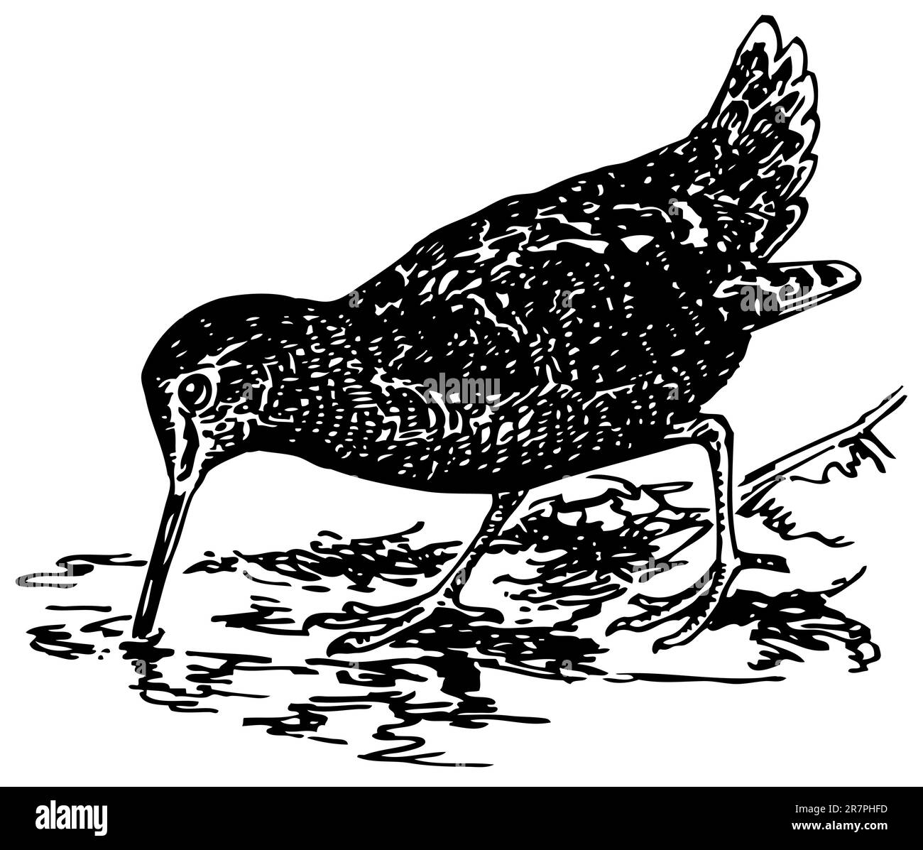 Oiseau eurasien Woodcock Illustration de Vecteur