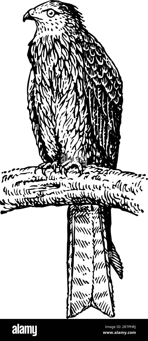 Oiseau isolé Illustration de Vecteur Oiseau isolé Illustration de Vecteur