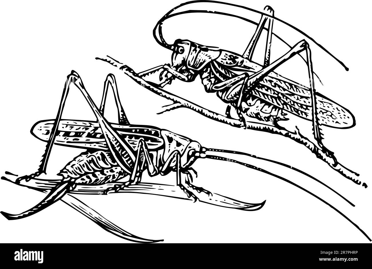 Deux sauterelles isolées sur blanc Illustration de Vecteur