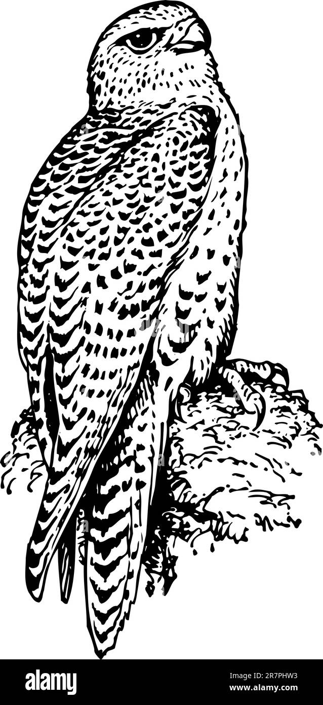 Oiseau isolé Illustration de Vecteur Oiseau isolé Illustration de Vecteur