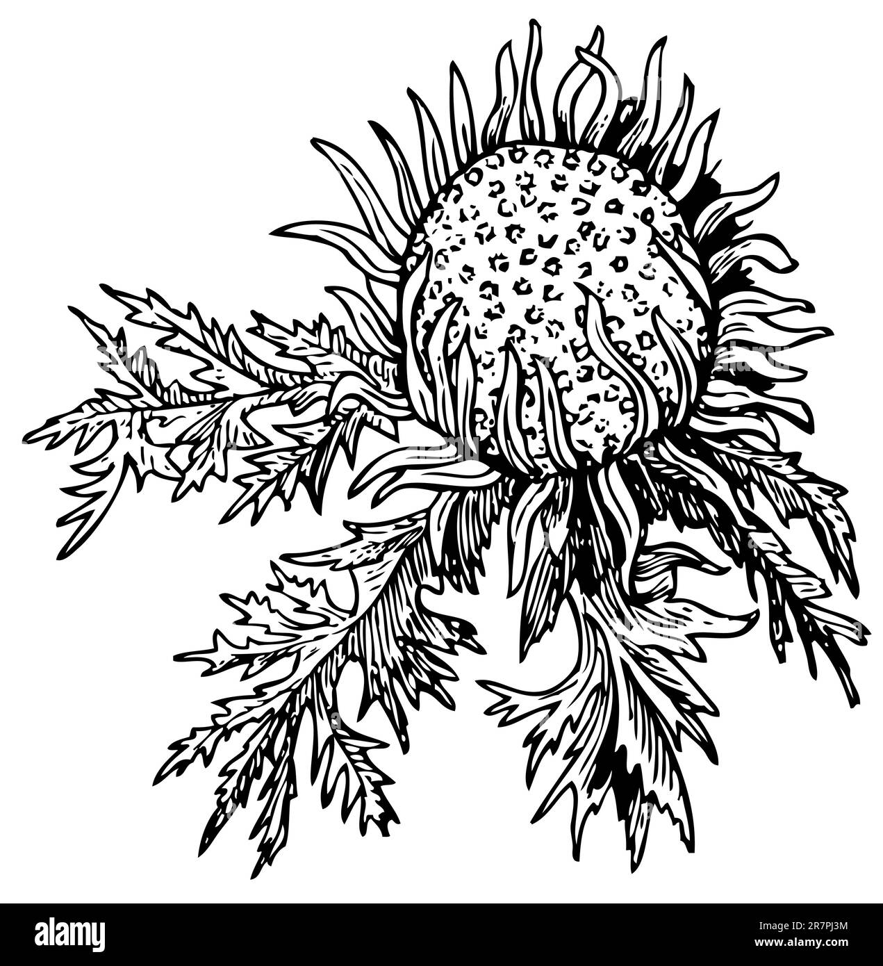 Carline sans Stemless (Carlina acaulis) isolée sur blanc Illustration de Vecteur