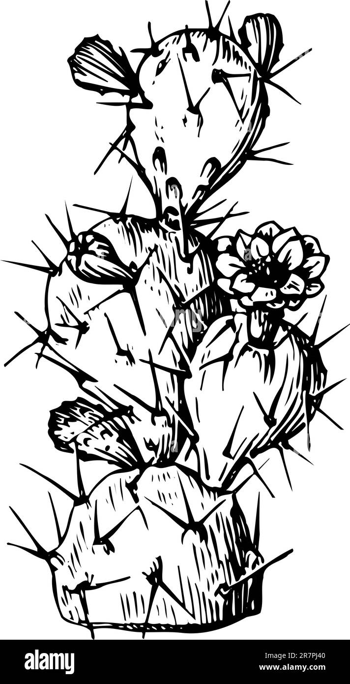 Cactus isolé sur blanc Illustration de Vecteur