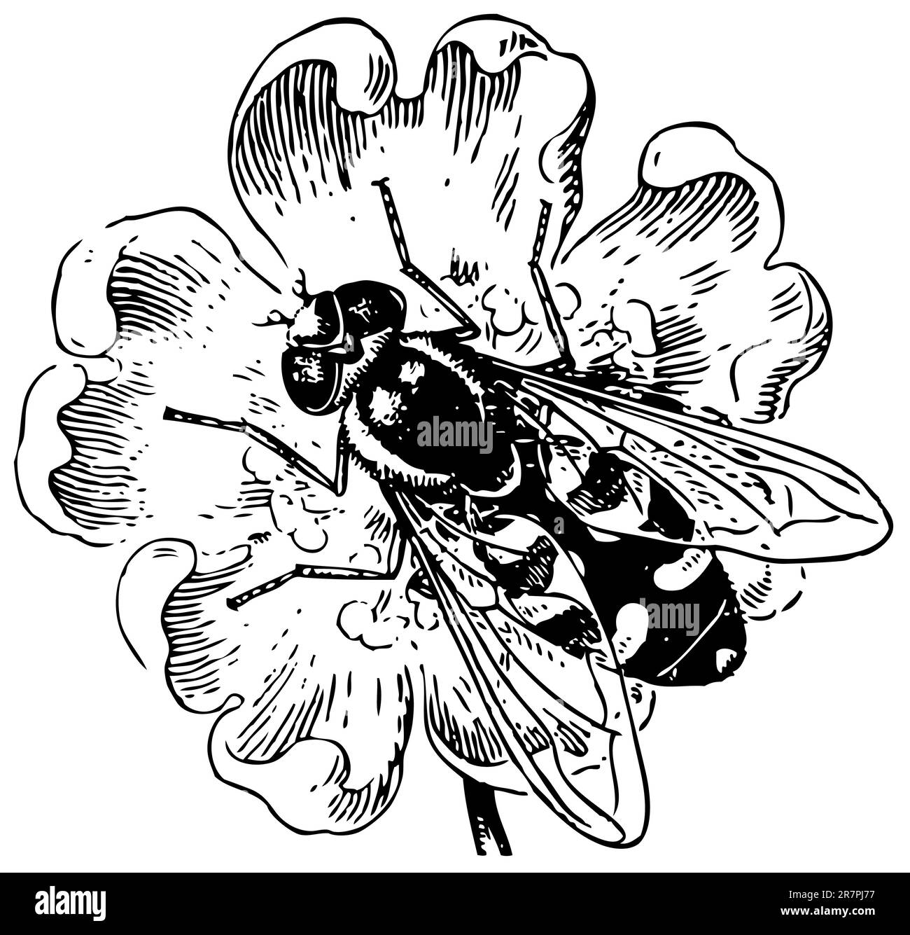 Volent les Syrphidae dans la fleur Illustration de Vecteur