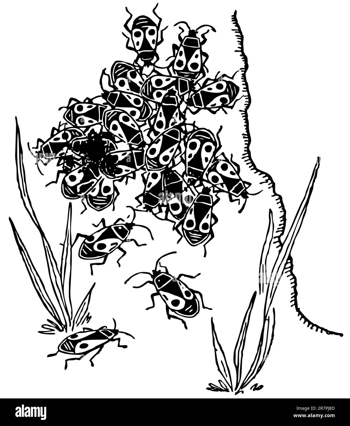 Bugs rouges Pyrrhocoridae Illustration de Vecteur