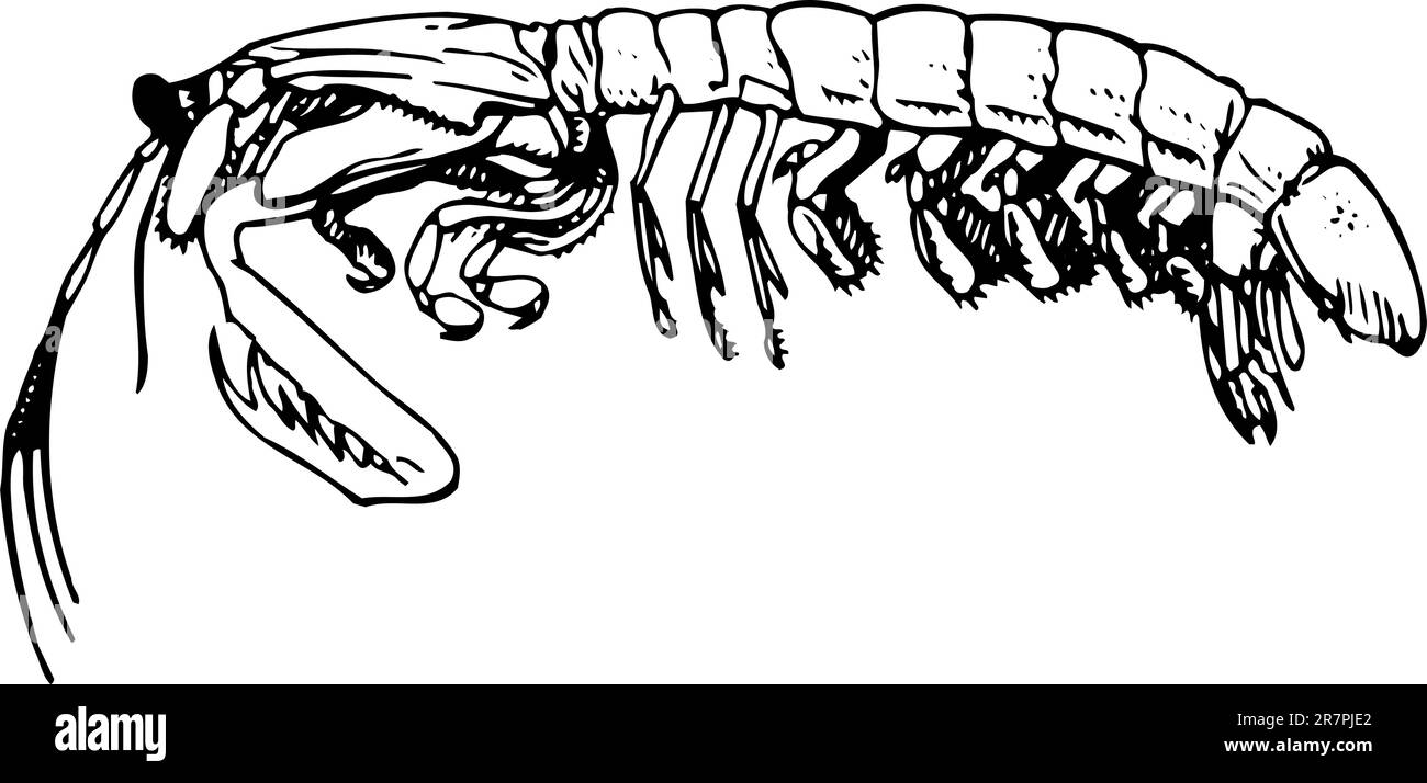 Mantis de quilla de crevettes isolées sur blanc Illustration de Vecteur