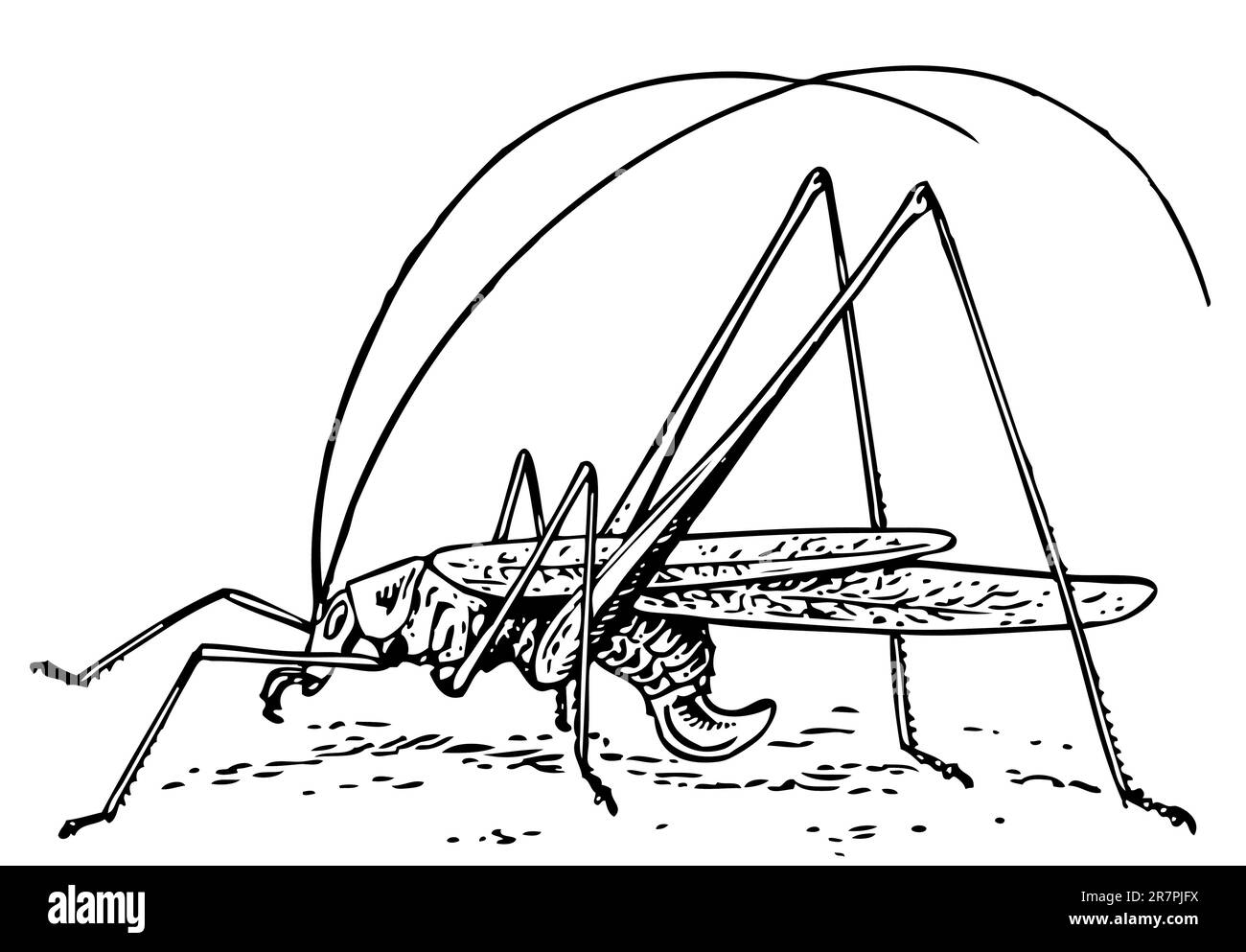Phaneroptera falcata isolé sur blanc Illustration de Vecteur