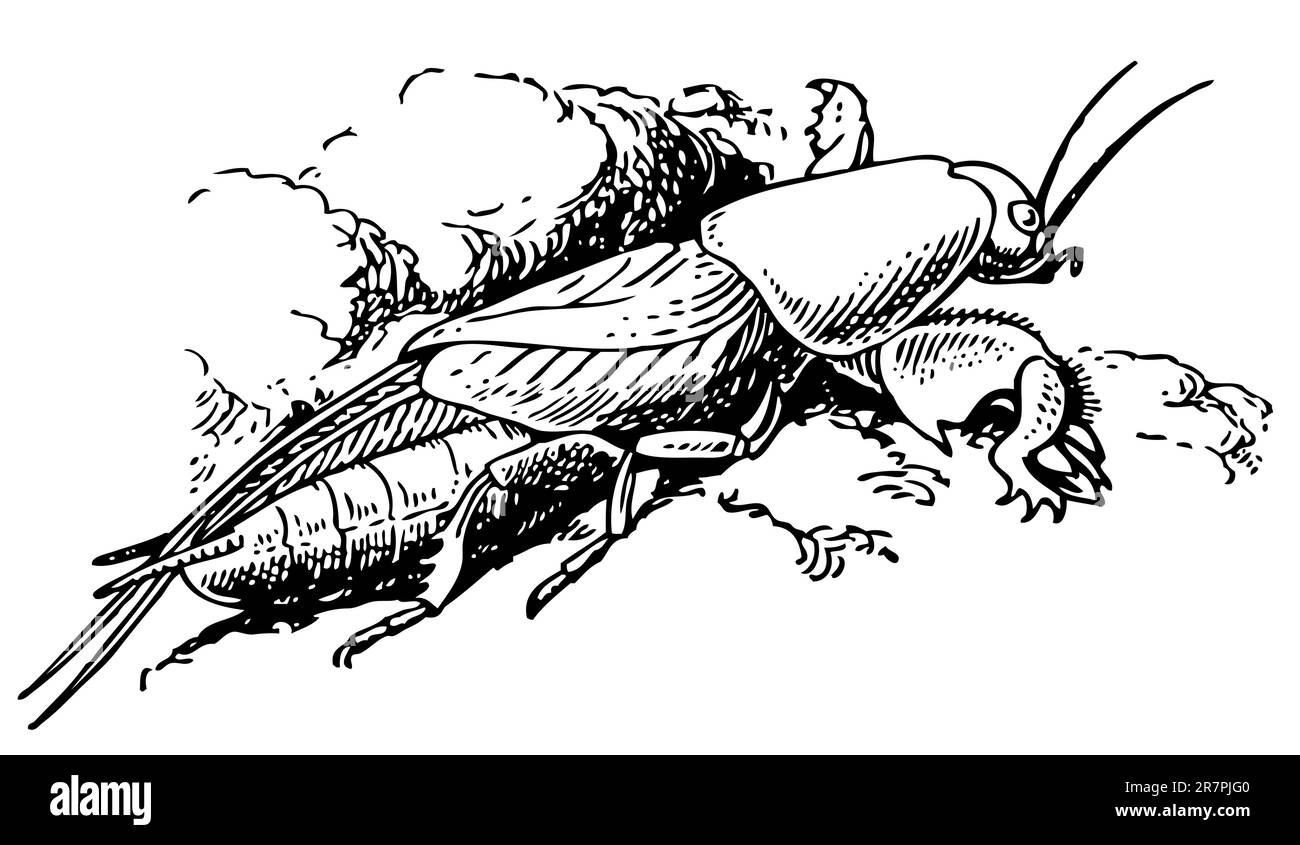 Courtilière Illustration de Vecteur