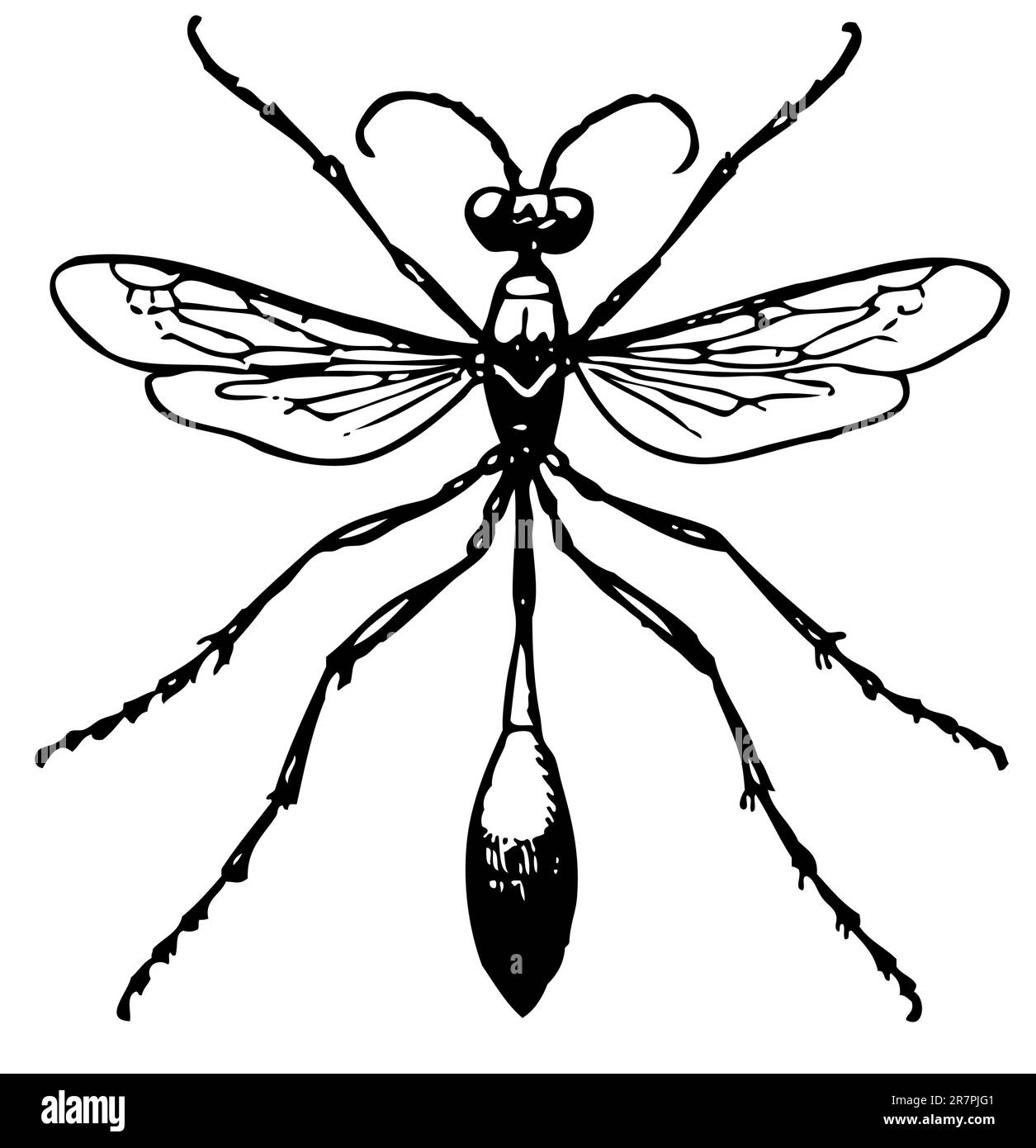 Insecte isolé sur blanc Illustration de Vecteur