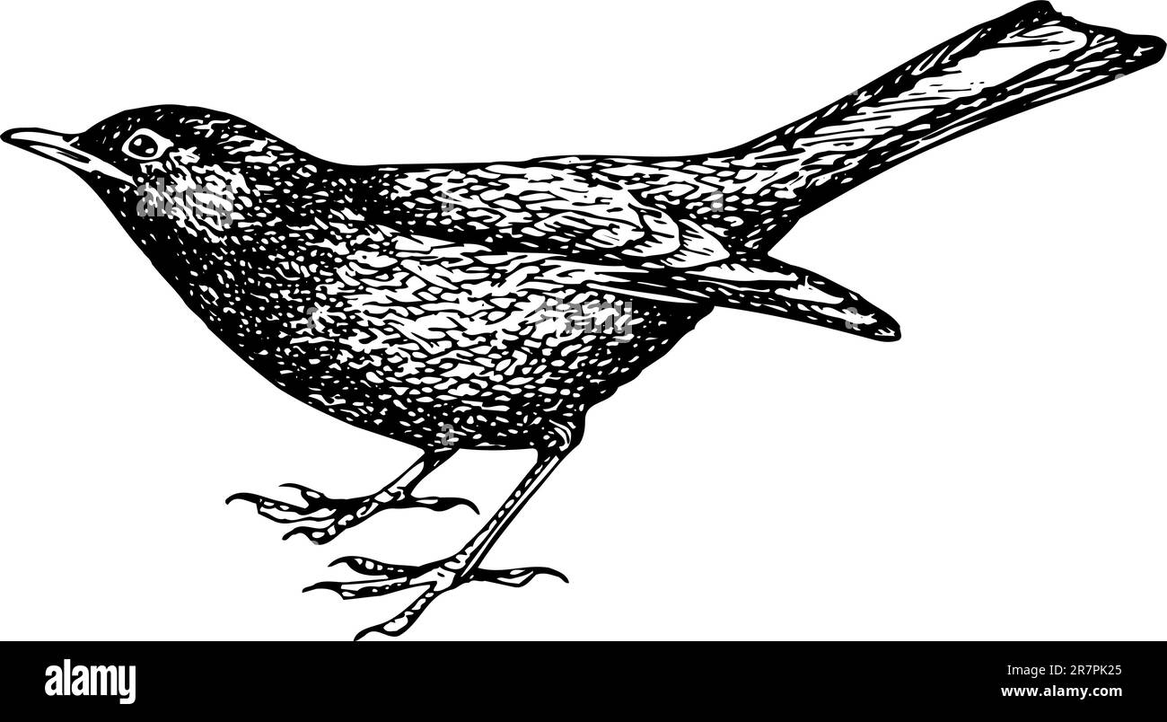 Oiseau-noir eurasien (Turdus merula) isolé sur blanc Illustration de Vecteur