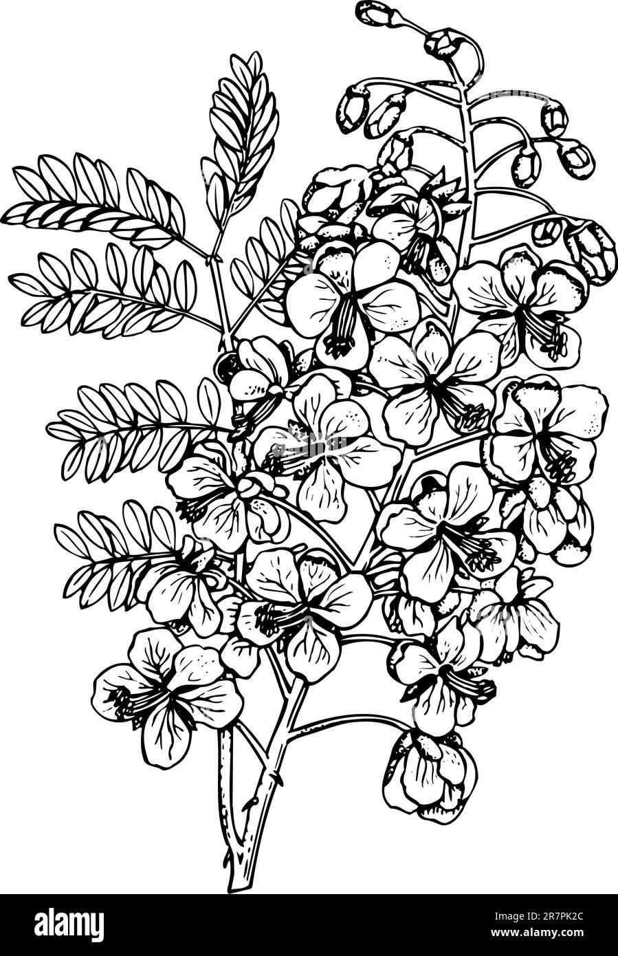 Césarée (fleur de l'oiseau de paradis mexicain) isolée sur blanc Illustration de Vecteur