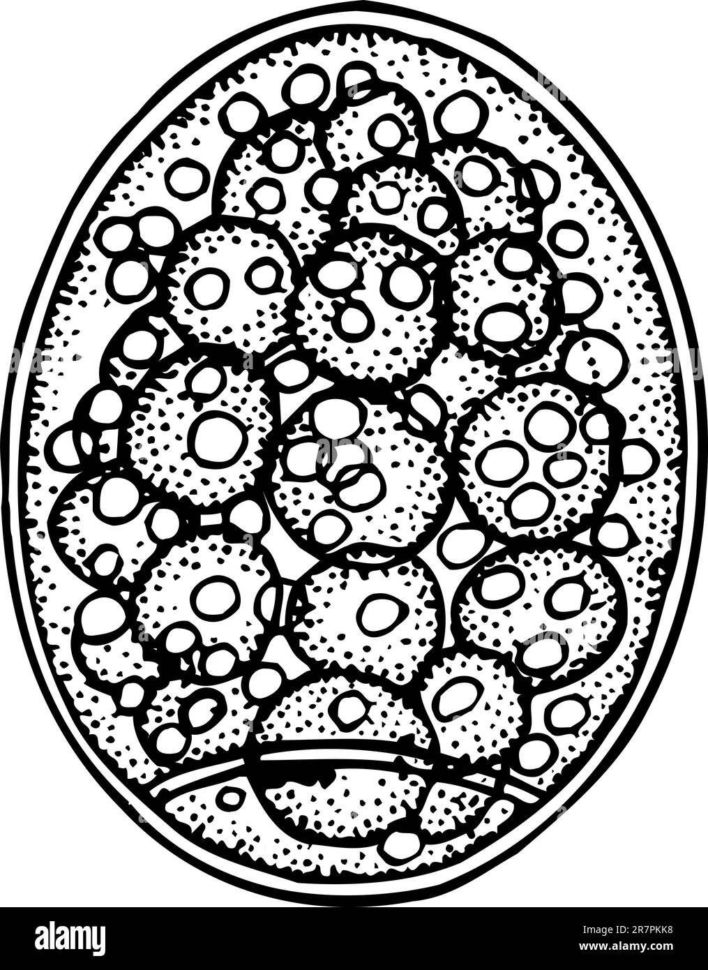 Cellule isolée sur blanc Illustration de Vecteur