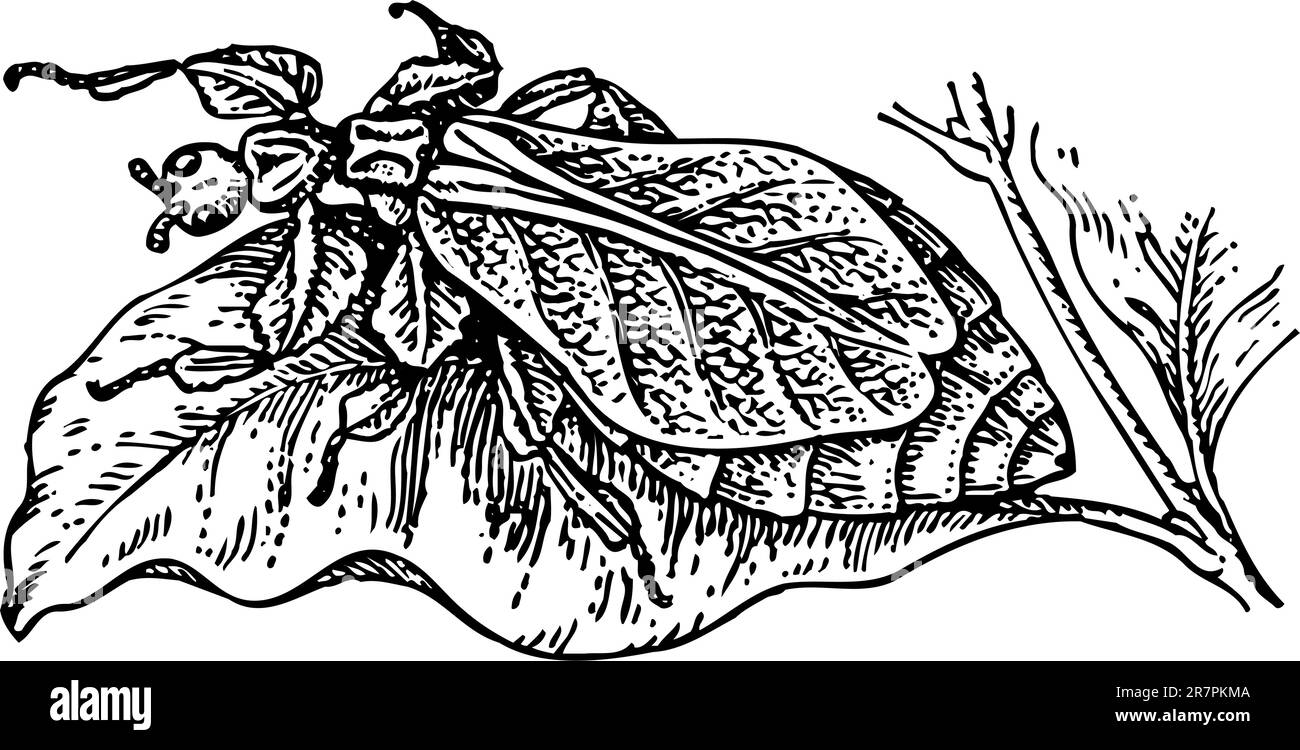 Bug sur la feuille Illustration de Vecteur