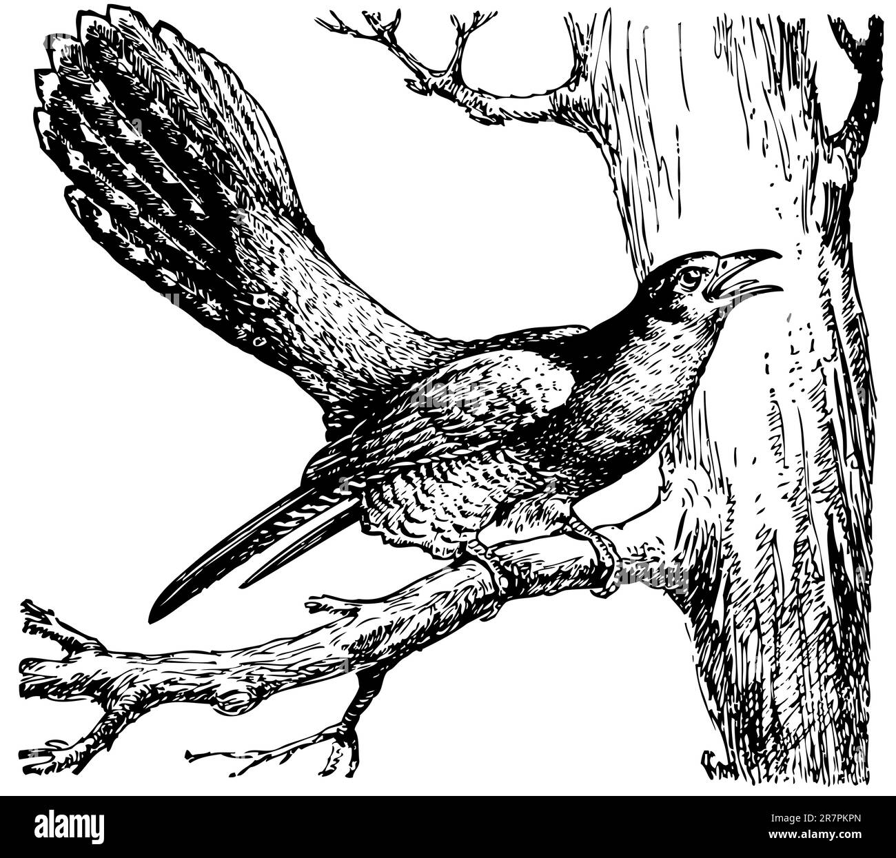 Cuckoo (Cuculus canorus) sur l'arbre Illustration de Vecteur