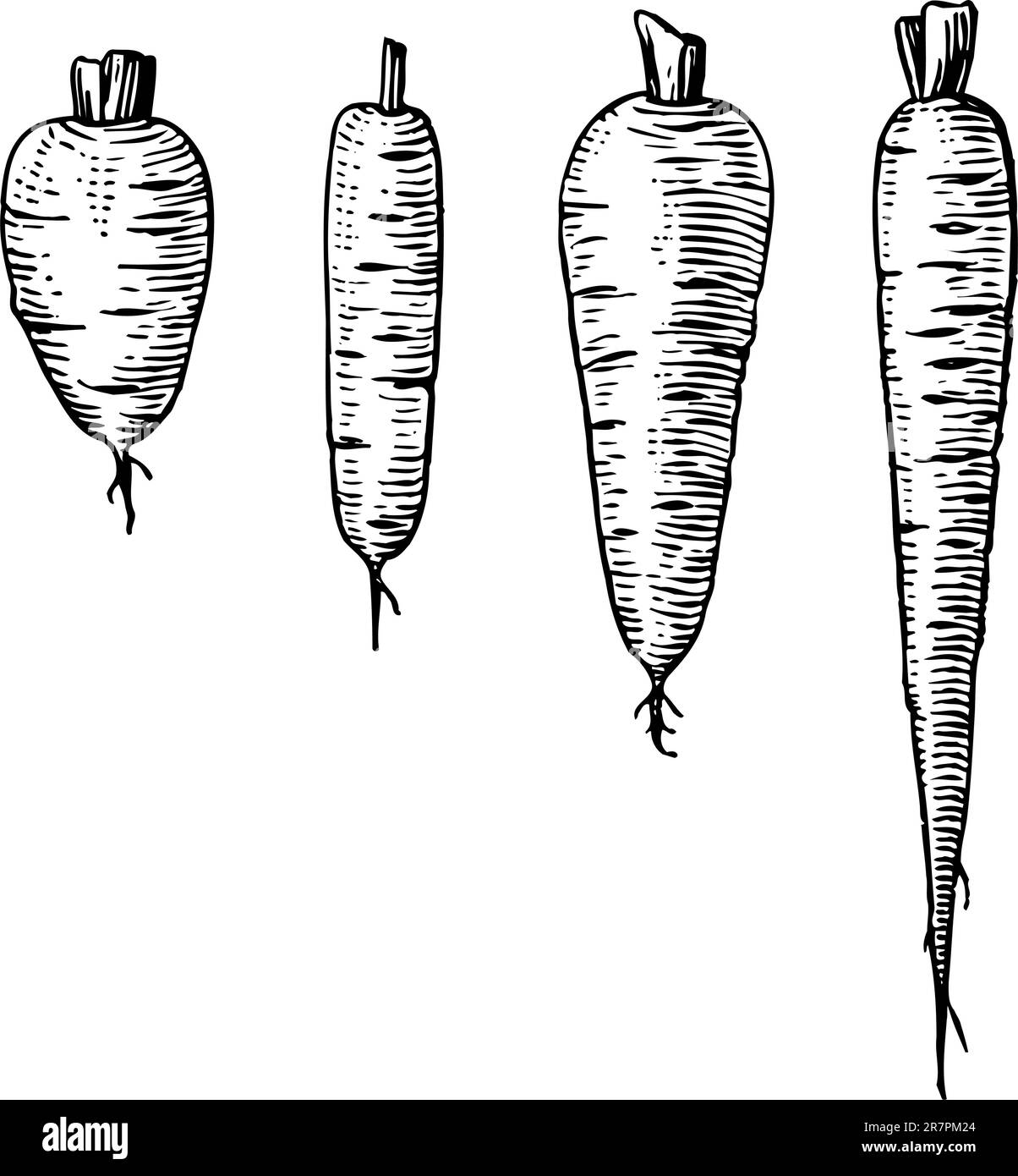 Quatre carottes isolées sur blanc Illustration de Vecteur