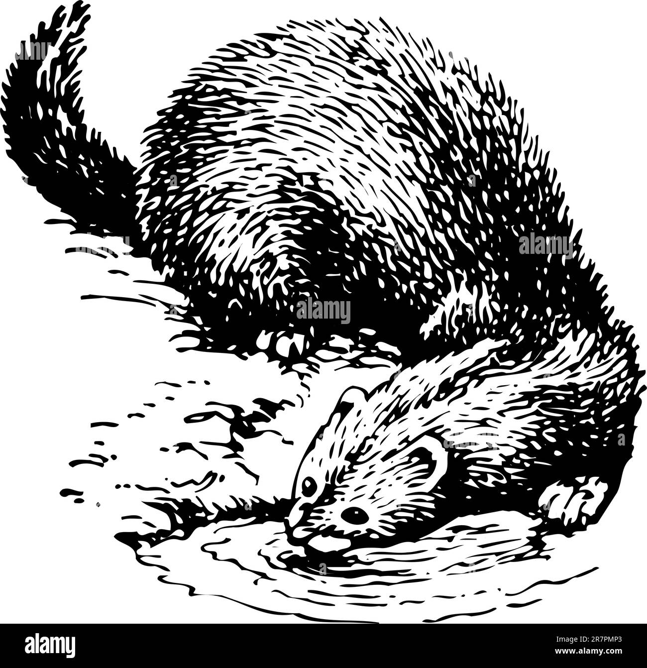 Eau potable Otter Illustration de Vecteur