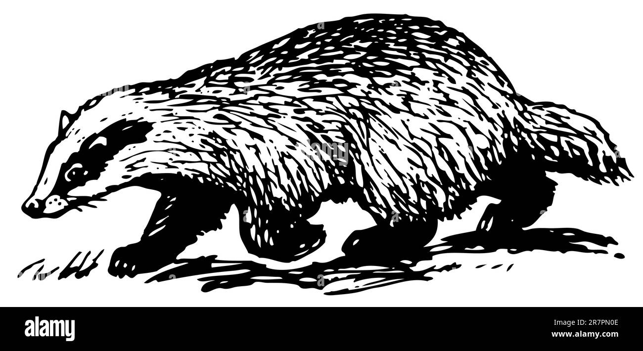 Badger européen isolé sur blanc Illustration de Vecteur
