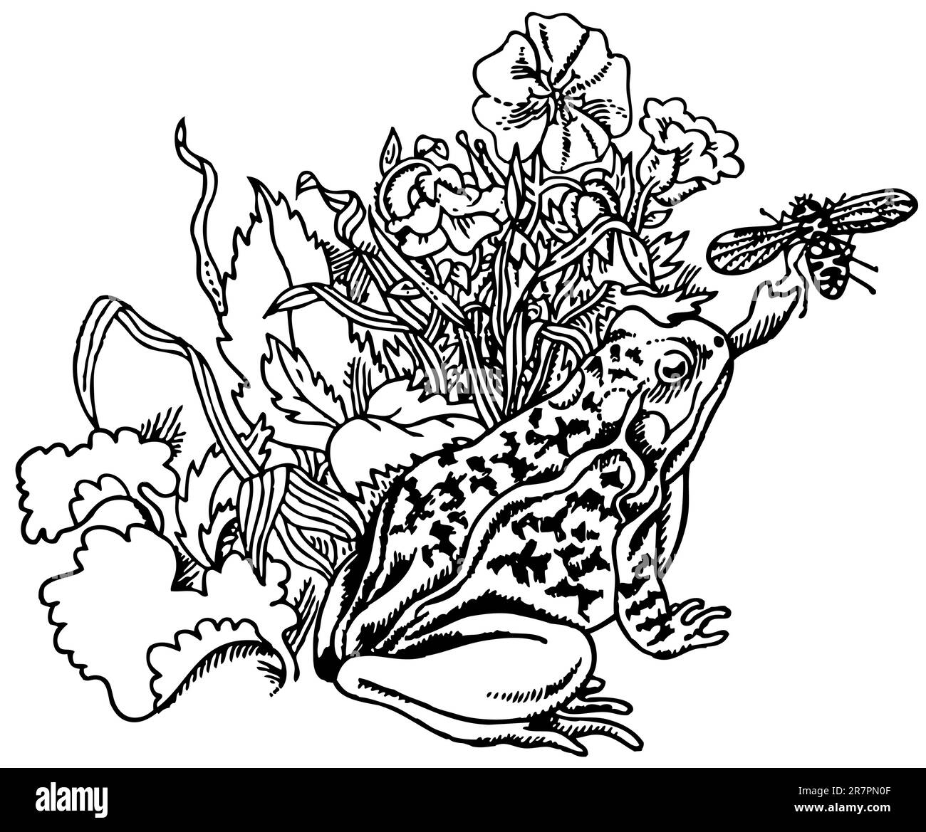 La capture de grenouilles fly Illustration de Vecteur