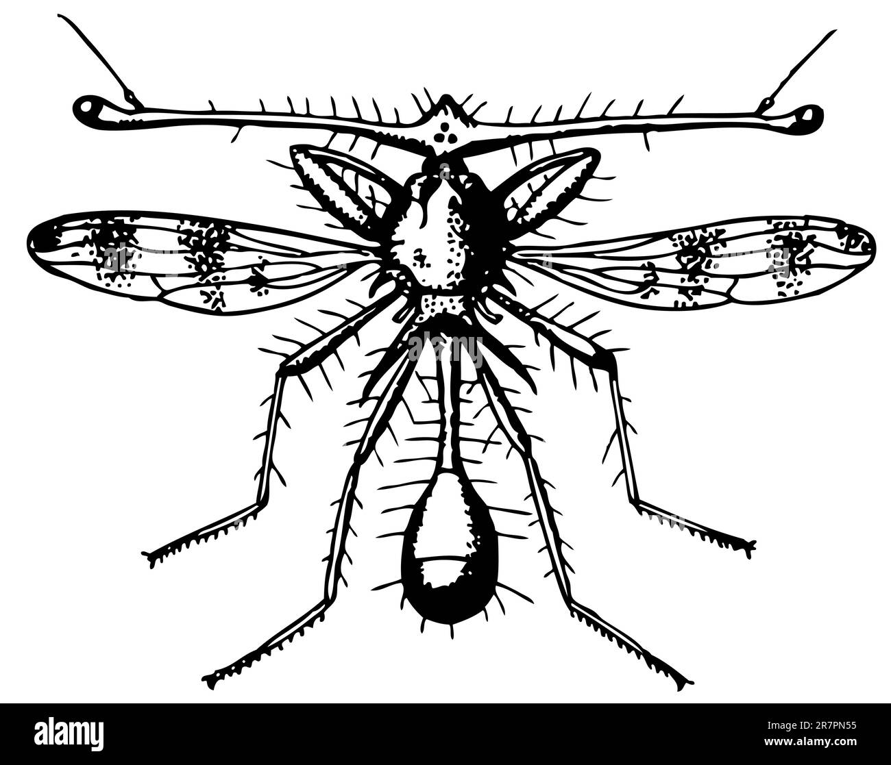 Diopsidae de mouche isolé sur blanc Illustration de Vecteur