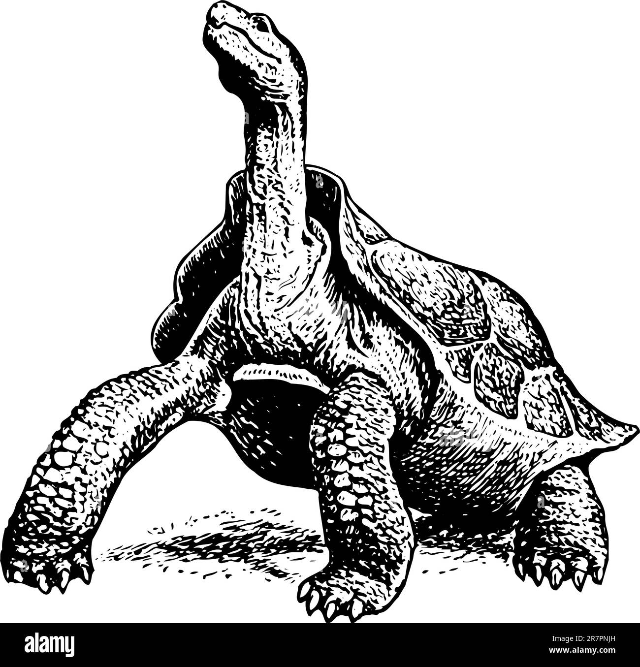 La tortue géante geochelone elekantopus isolée sur blanc Illustration de Vecteur