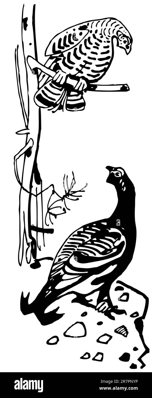 Tetrao oiseau Illustration de Vecteur