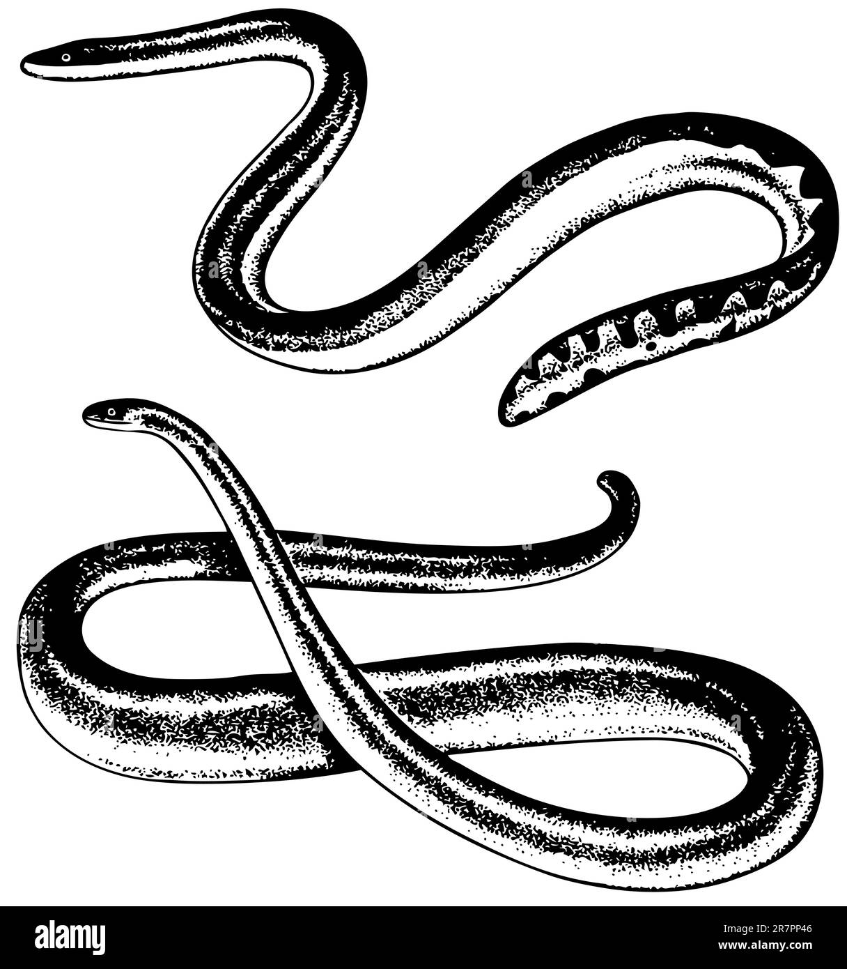 Serpents isolés sur blanc Illustration de Vecteur