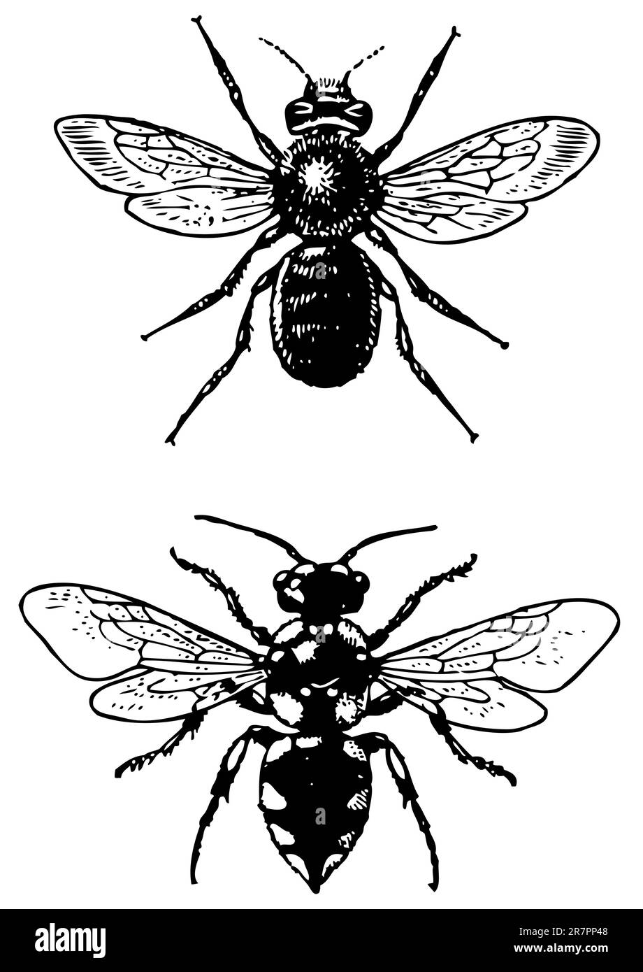 Insectes Meletta et Osmia isolés sur blanc Illustration de Vecteur
