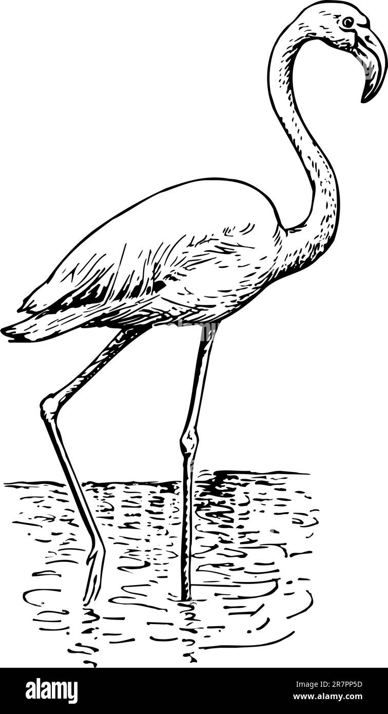 Flamingo phoenicopteri isolé sur blanc Illustration de Vecteur