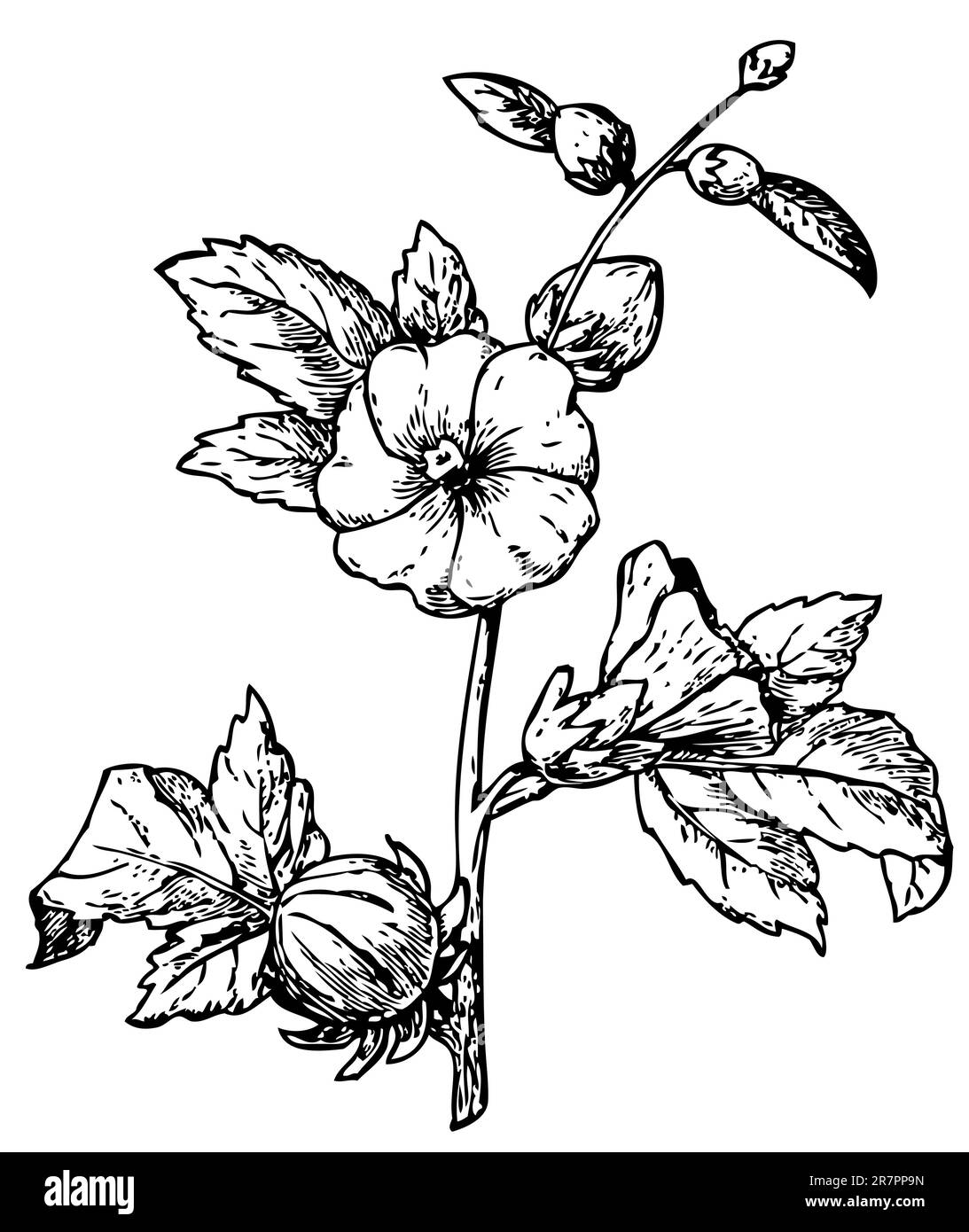 Reselle, rouge Sorre (Hibiscus sabdariffa) isolé sur blanc Illustration de Vecteur