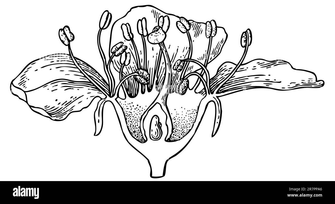 Conception de fleur isolée sur blanc Illustration de Vecteur Conception de fleur isolée sur blanc Illustration de Vecteur