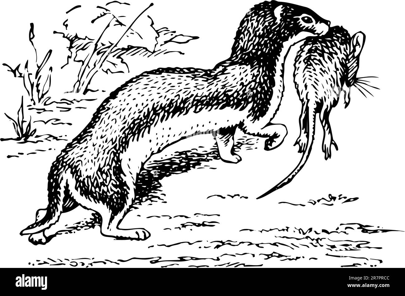 Chasseur d'Otter à la chasse Illustration de Vecteur