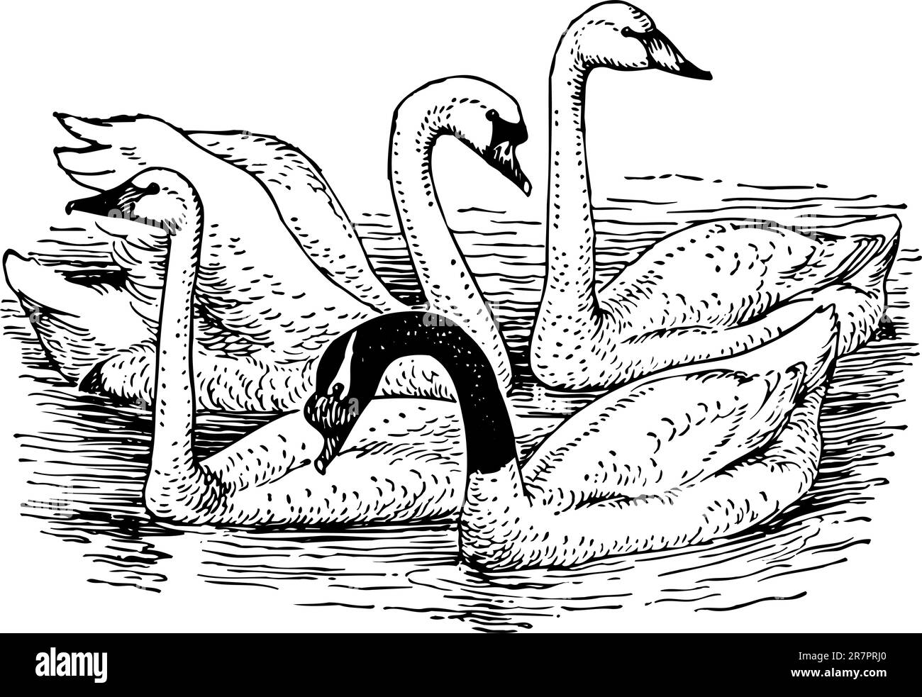 Sur le lac des cygnes Illustration de Vecteur Sur le lac des cygnes Illustration de Vecteur