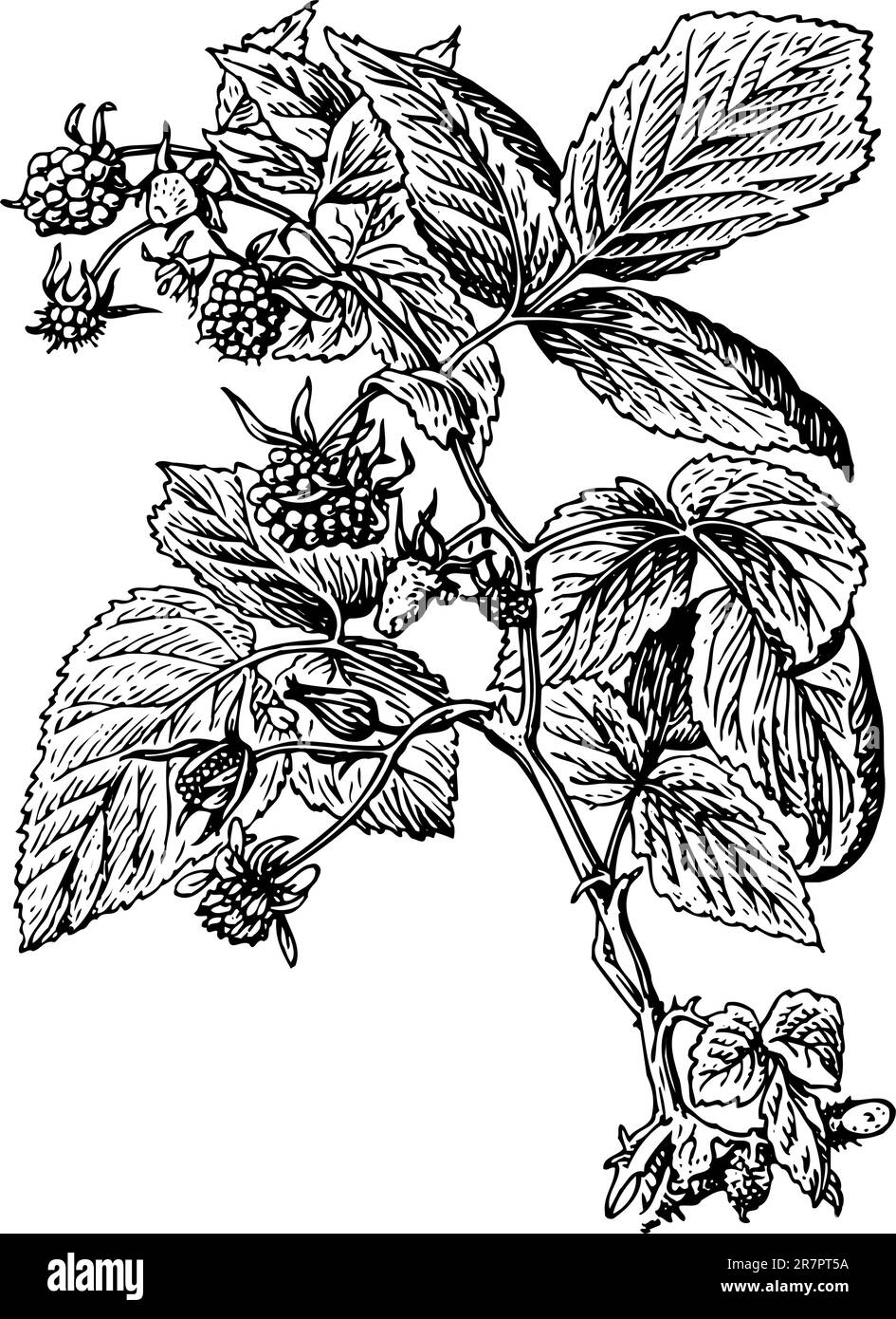 Filiale de blackberry Illustration de Vecteur